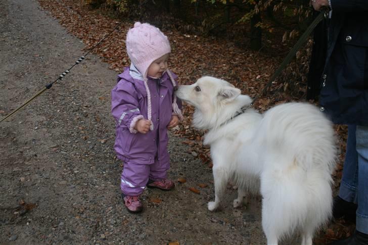 Blanding af racer Bailey - Mit barnebarn Celina og Bailey ved Birkesø. billede 11