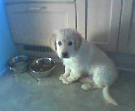 Golden retriever Buller billede 1