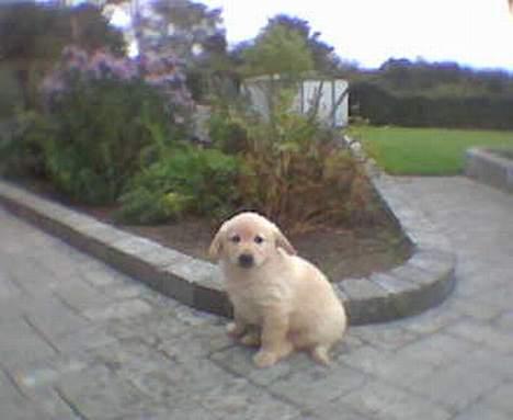 Golden retriever Buller billede 2
