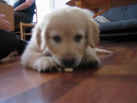 Golden retriever Buller billede 3