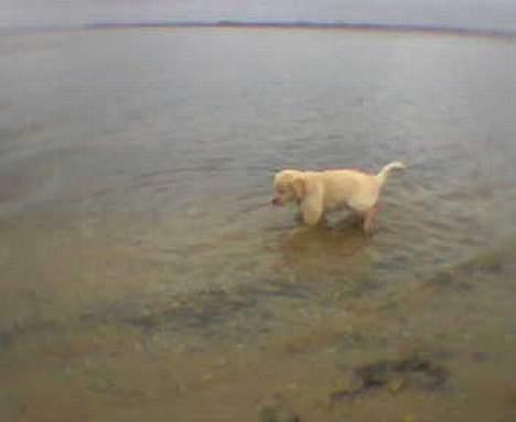 Golden retriever Buller billede 4