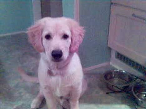 Golden retriever Buller billede 5