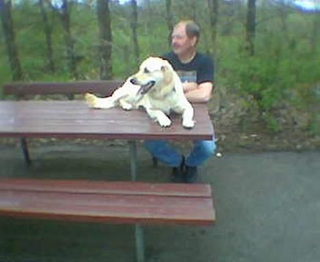 Golden retriever Buller billede 6