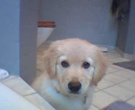 Golden retriever Buller billede 8