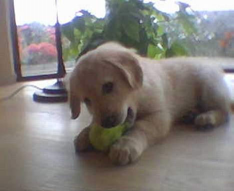 Golden retriever Buller billede 9