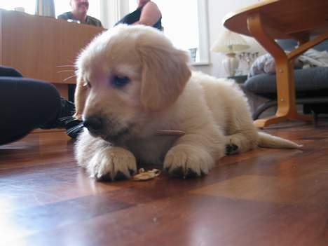 Golden retriever Buller billede 10