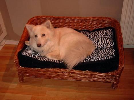 Blanding af racer Bailey - Sååå skønt man ligger her ... billede 12