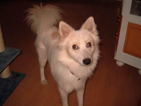 Blanding af racer Bailey - Øh.. hej moar.. billede 13