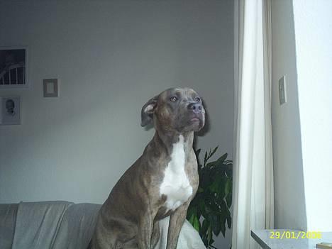 Amerikansk staffordshire terrier #Tira#R.I.P - dronningen i hjemmet billede 1