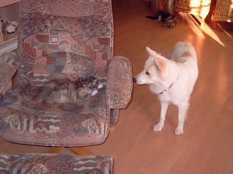 Blanding af racer Bailey - Hva ..øhhh vil du til at lege??? billede 14