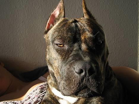 Amerikansk staffordshire terrier Cody RIP - lækker fyr... Feb ´06 billede 14