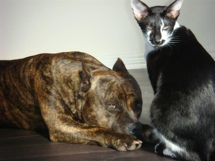 Amerikansk staffordshire terrier Cody RIP billede 15