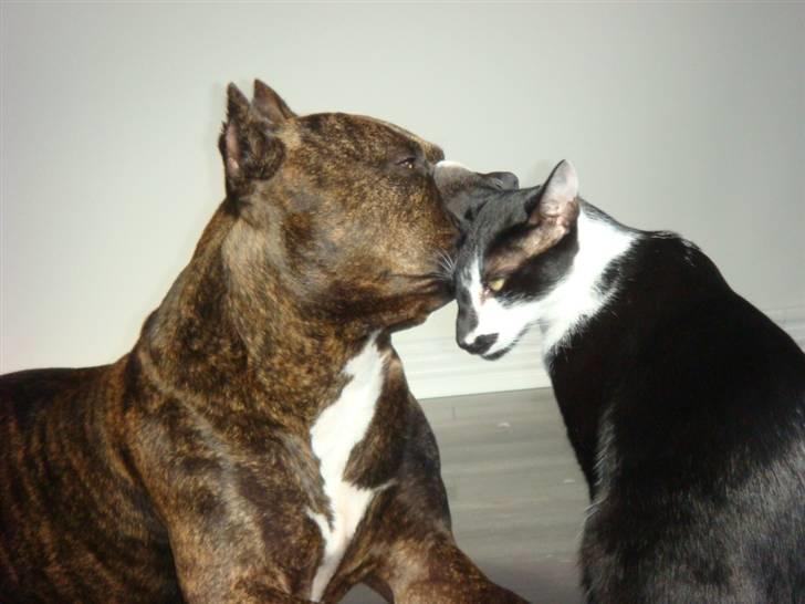 Amerikansk staffordshire terrier Cody RIP billede 16