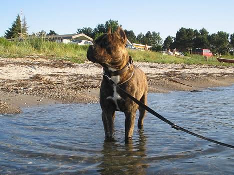 Amerikansk staffordshire terrier Cody RIP billede 17