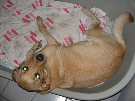 Labrador retriever Putte - jeg ligger lige i min kurv hvor jeg skal føde i okt. 2005 billede 11