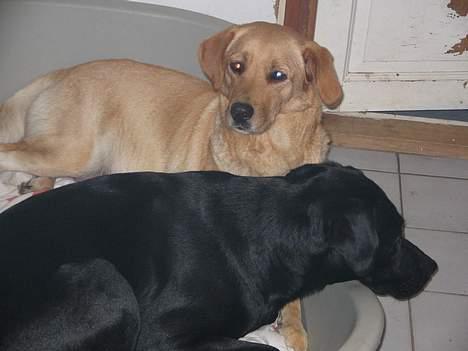 Labrador retriever Putte - se vi kan også være to her i billede 12