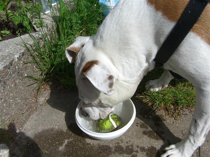 Amerikansk staffordshire terrier chika fik fred 23-03/10 billede 14