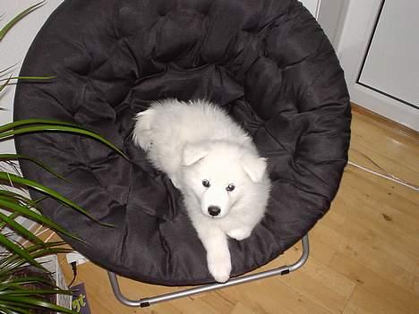 Samojedhund Sentho  billede 1