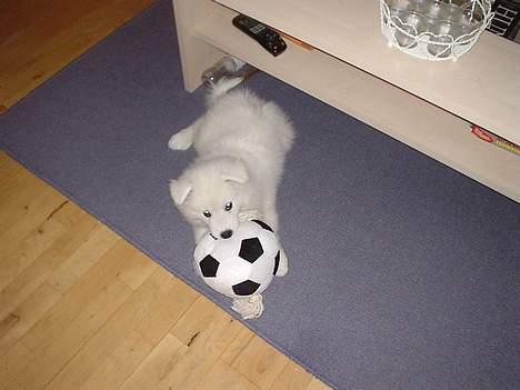 Samojedhund Sentho  billede 2