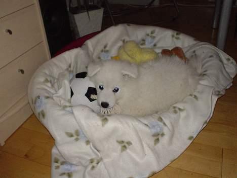 Samojedhund Sentho  billede 3