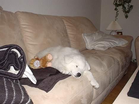 Samojedhund Sentho  - Jeg sover bare rigtigt meget, når jeg kan komme til det :-) billede 4