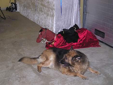 Schæferhund Tilde billede 17