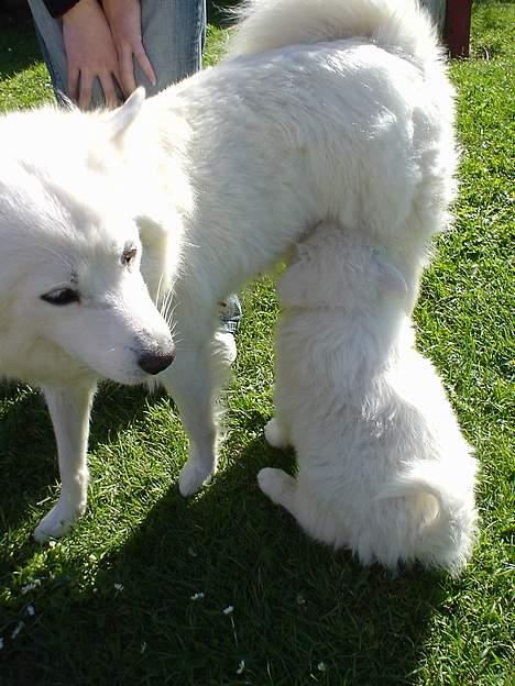 Samojedhund Sentho  - Her står jeg så sammen med min dejlige mor laika billede 5