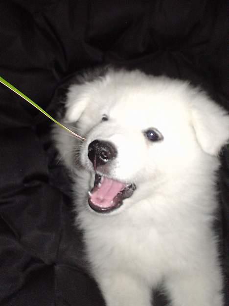 Samojedhund Sentho  - se selv at jeg ingen huller har i tænderne billede 6