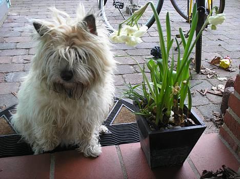 Cairn terrier Chanelle - må  jeg godt gå ind nu mor ? :D billede 2