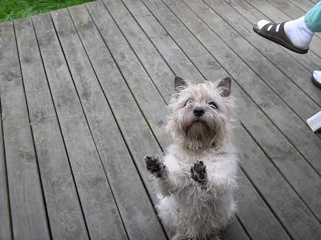 Cairn terrier Chanelle - hands up :D billede 3