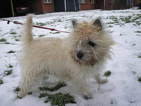 Cairn terrier Chanelle billede 4