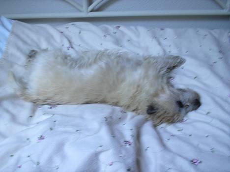 Cairn terrier Chanelle - ZZzzzzz :o) billede 5