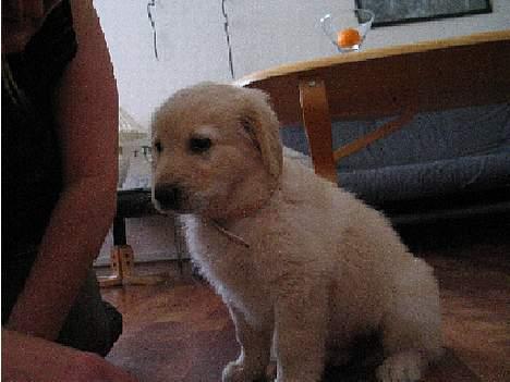 Golden retriever Buller billede 11