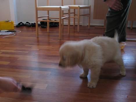 Golden retriever Buller billede 12