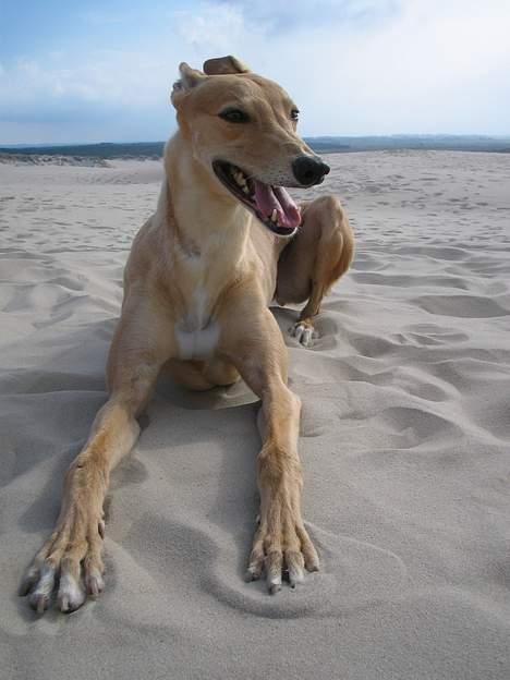 Greyhound Nina - Nyder livet..ahhh...sand! billede 17
