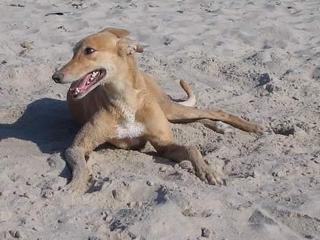 Greyhound Nina - chillin.. billede 18