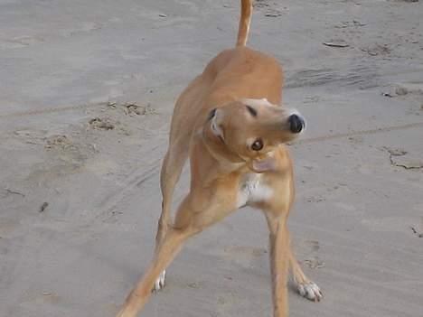 Greyhound Nina - Vand i øret, øv! billede 19