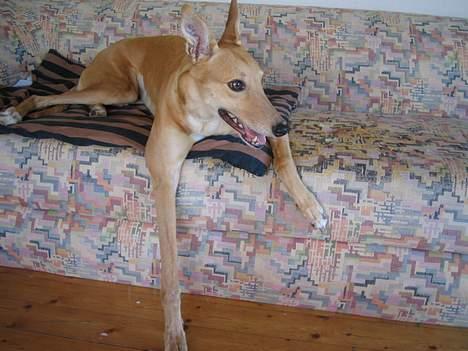 Greyhound Nina - skal, skal ikke... billede 20