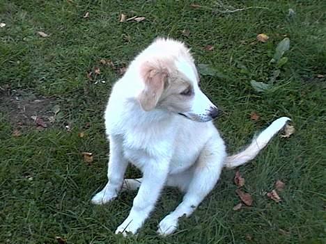 Blanding af racer Sazu DØD R.I.P. 12/10-05 - Hov hvad er det billede 1