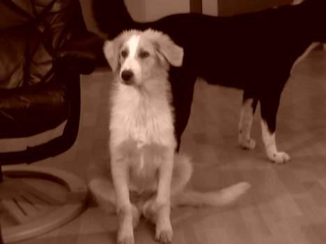 Blanding af racer Sazu DØD R.I.P. 12/10-05 - Hvor er jeg stolt billede 2