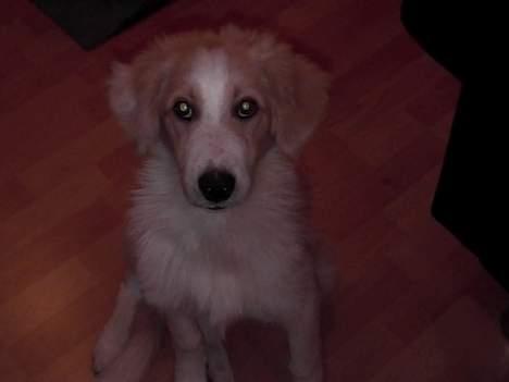 Blanding af racer Sazu DØD R.I.P. 12/10-05 - Er jeg ikke nutted billede 4