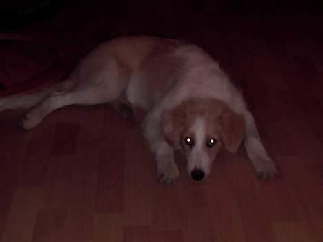 Blanding af racer Sazu DØD R.I.P. 12/10-05 - Åhh er så træt billede 5