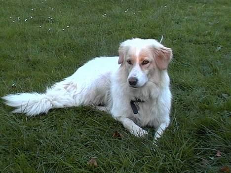 Blanding af racer Sazu DØD R.I.P. 12/10-05 - Sazu´s mor billede 6