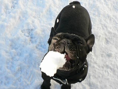 Fransk bulldog GIGOLO - Gosh, det vat smager altså godt! billede 4