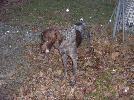 Korthåret hønsehund Petermann´s H-Cato billede 13