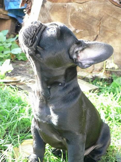 Fransk bulldog GIGOLO - Med de ører burde jeg kunne flyve... :o) billede 12