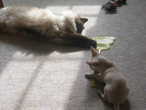 Chihuahua SHANTI - Hvis du tager den ene ende, så tager jeg den anden :) 29/9-05 billede 8