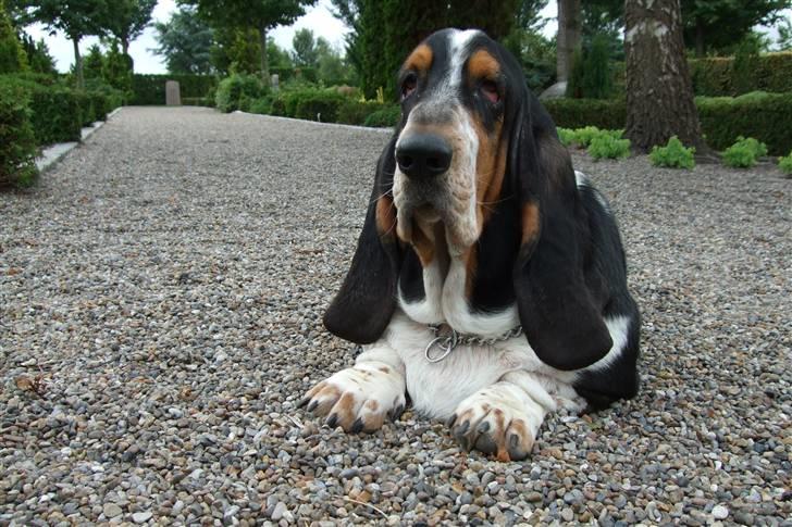 Basset hound Basse billede 1