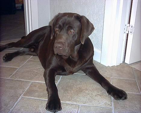 Labrador retriever Carlos billede 10