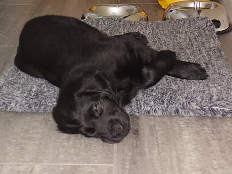 Flat coated retriever Sally - Nu er jeg altså bare træt............. billede 5